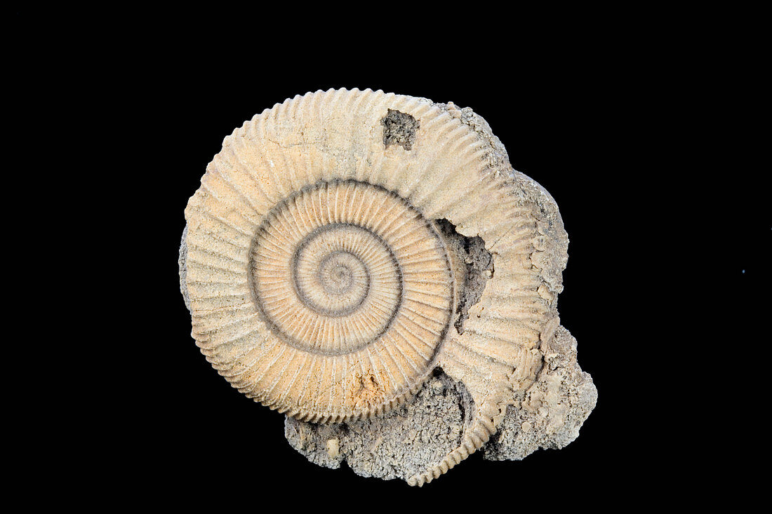 Jurassic Ammonite Fossil (Dactylioceras)