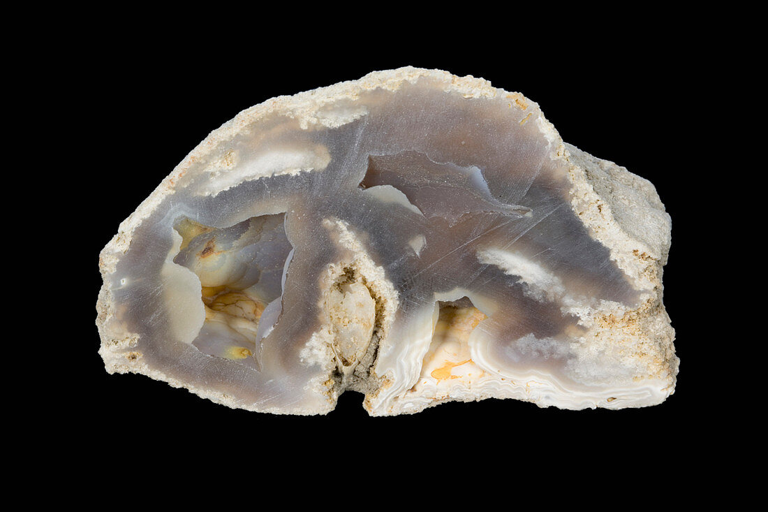 Fossil Agatized Coral,Tampa Bay,Florida