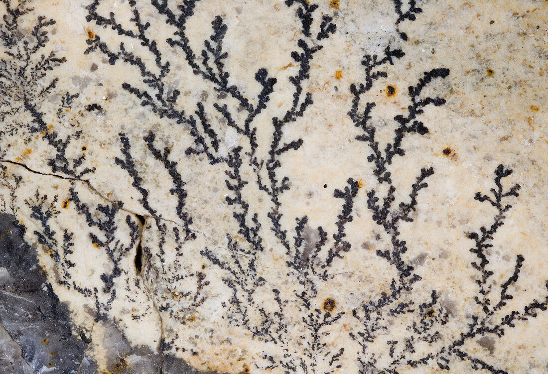 Dendritic Pyrolusite,Bethal,Vermont