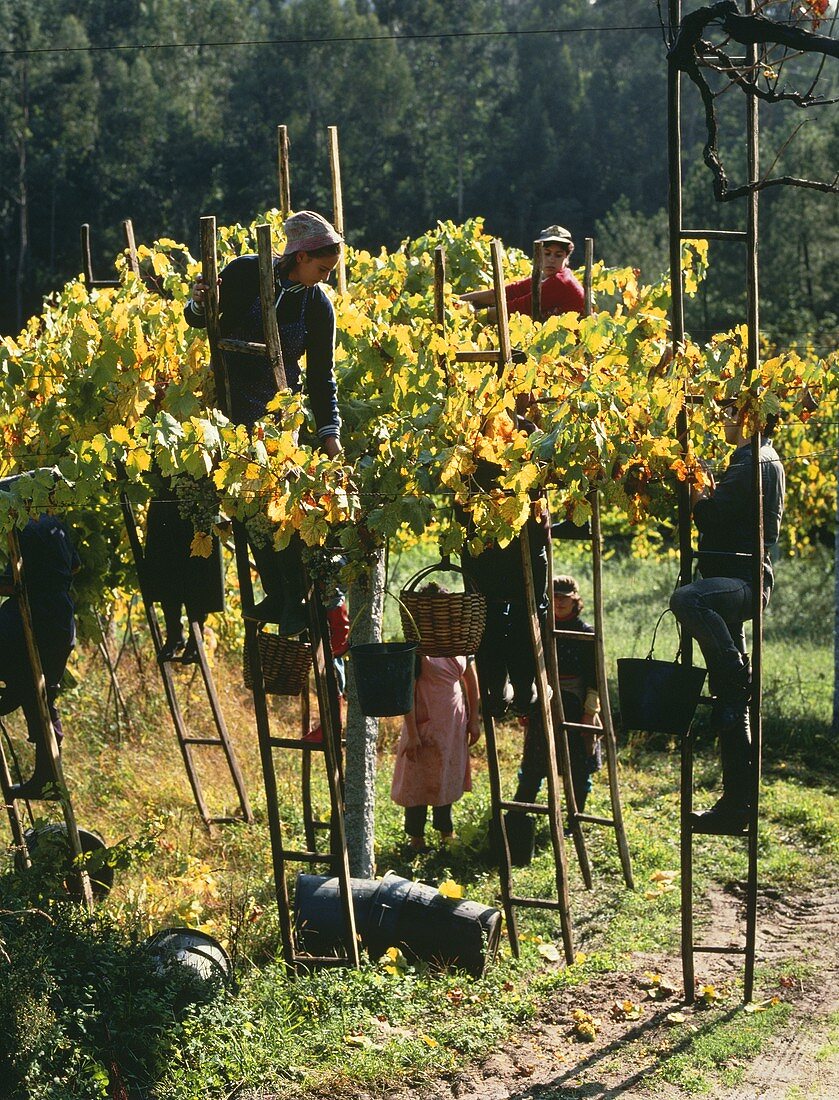 Weinlese für Vinho Verde,den populären Tafelwein aus Portugal