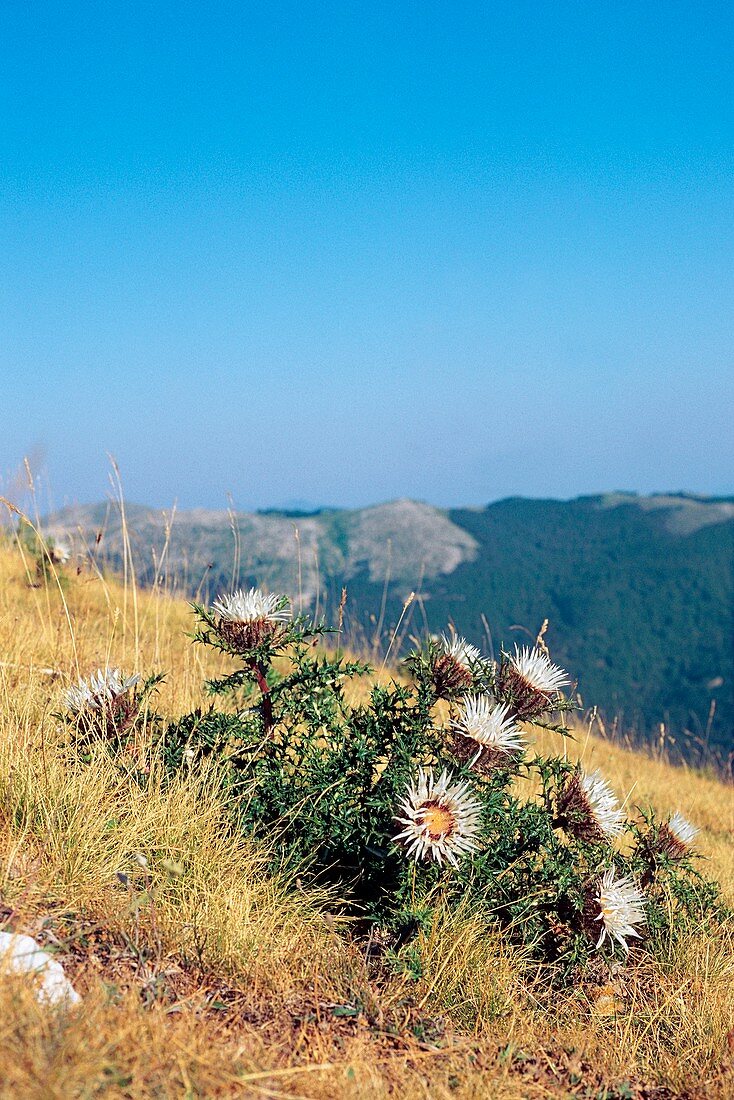 Carlina acaulis