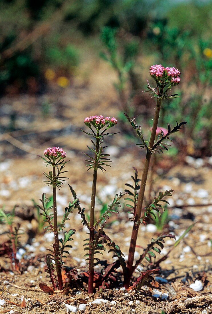 Centranthus calcitrapa