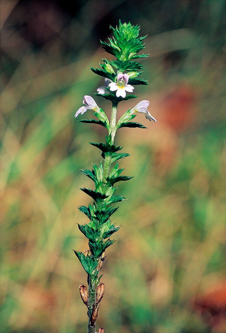 Euphrasia stricta