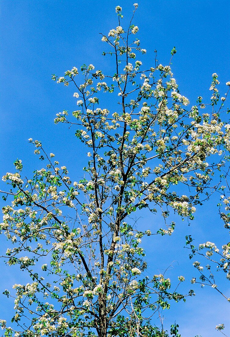 Crab Apple (Malus sylvestris)