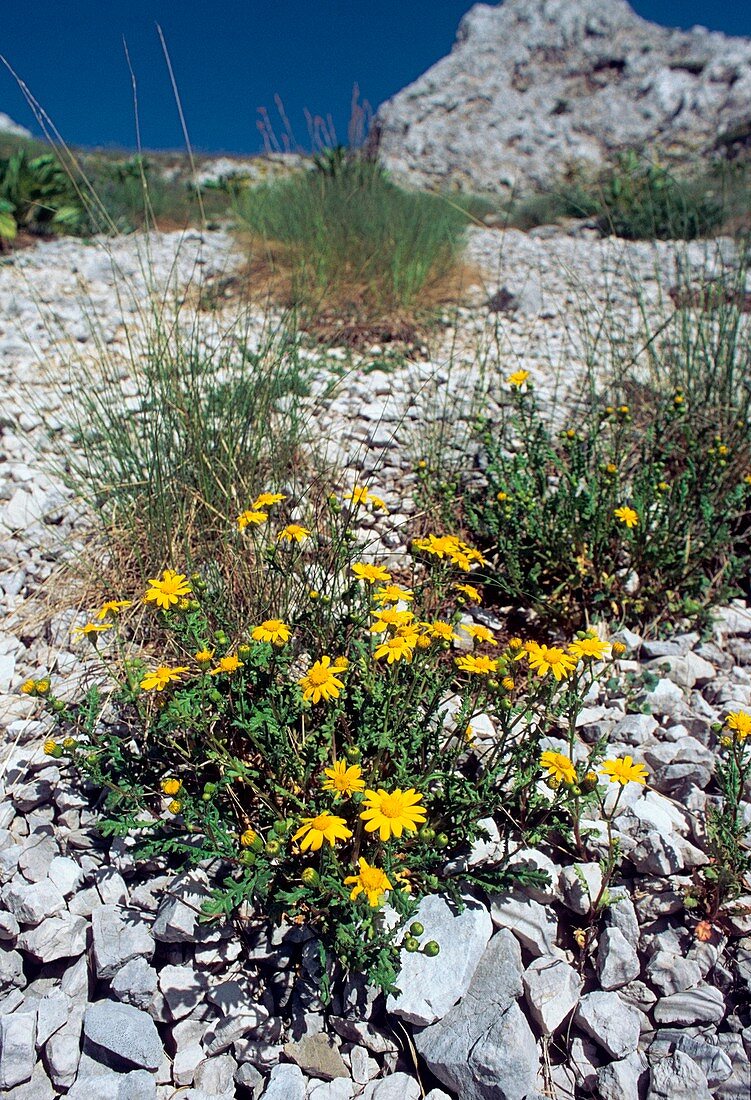 Senecio rupestris