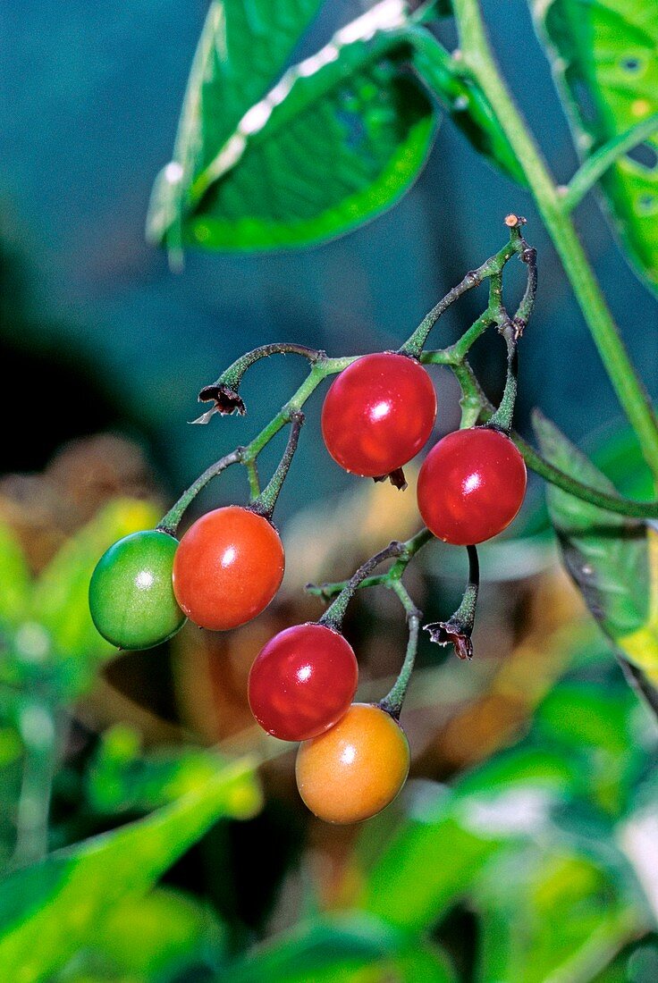 Solanum dulcamara