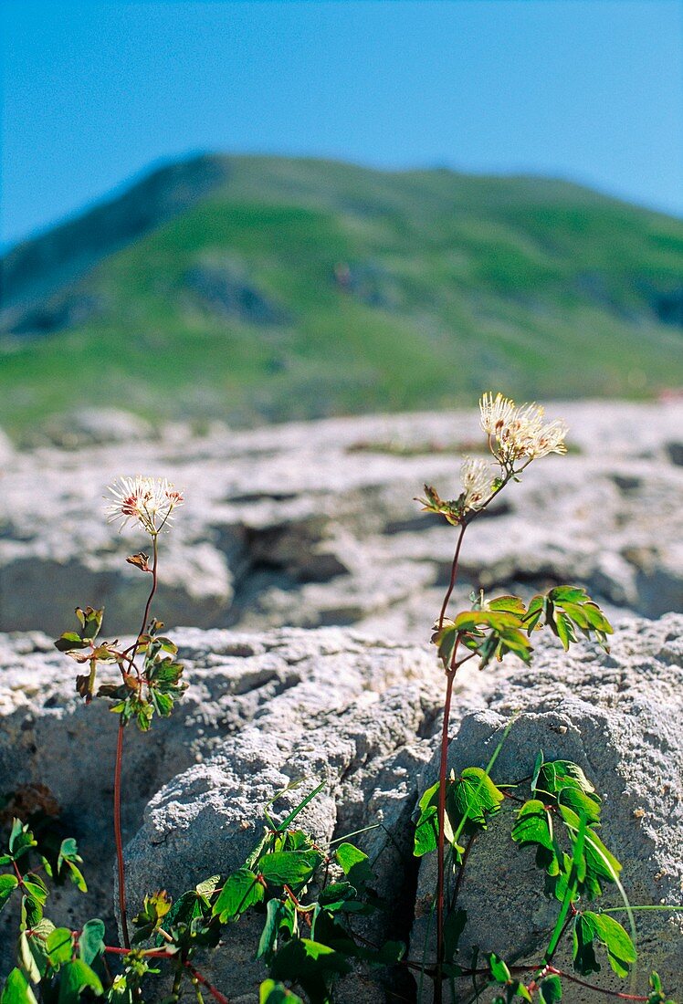 Thalictrum minus