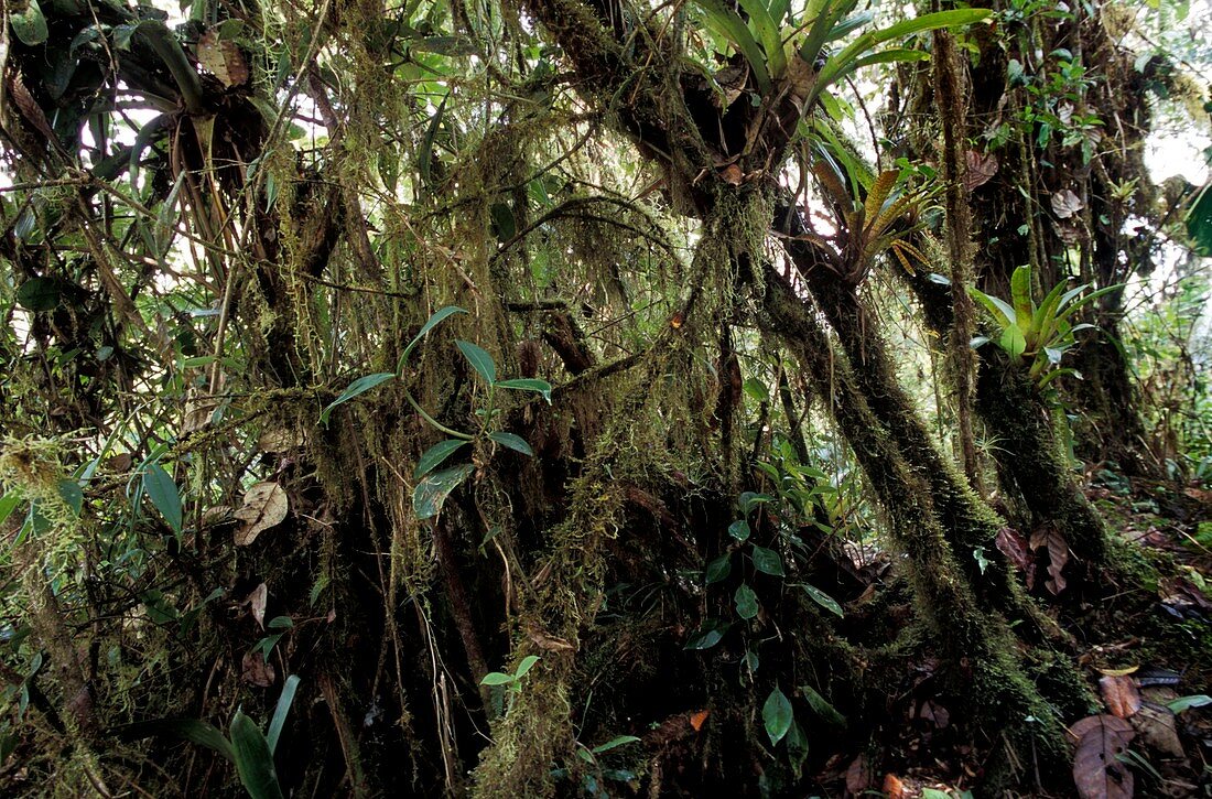 Rainforest,Ecuador