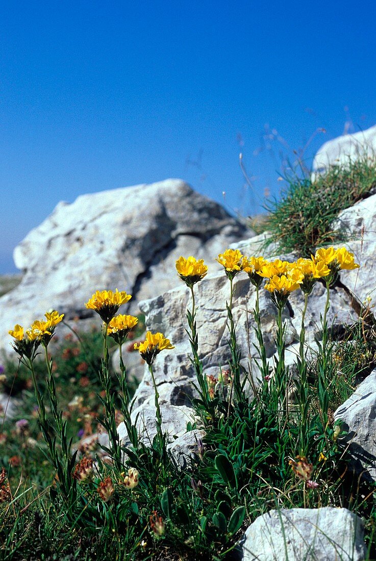 Linum capitatum