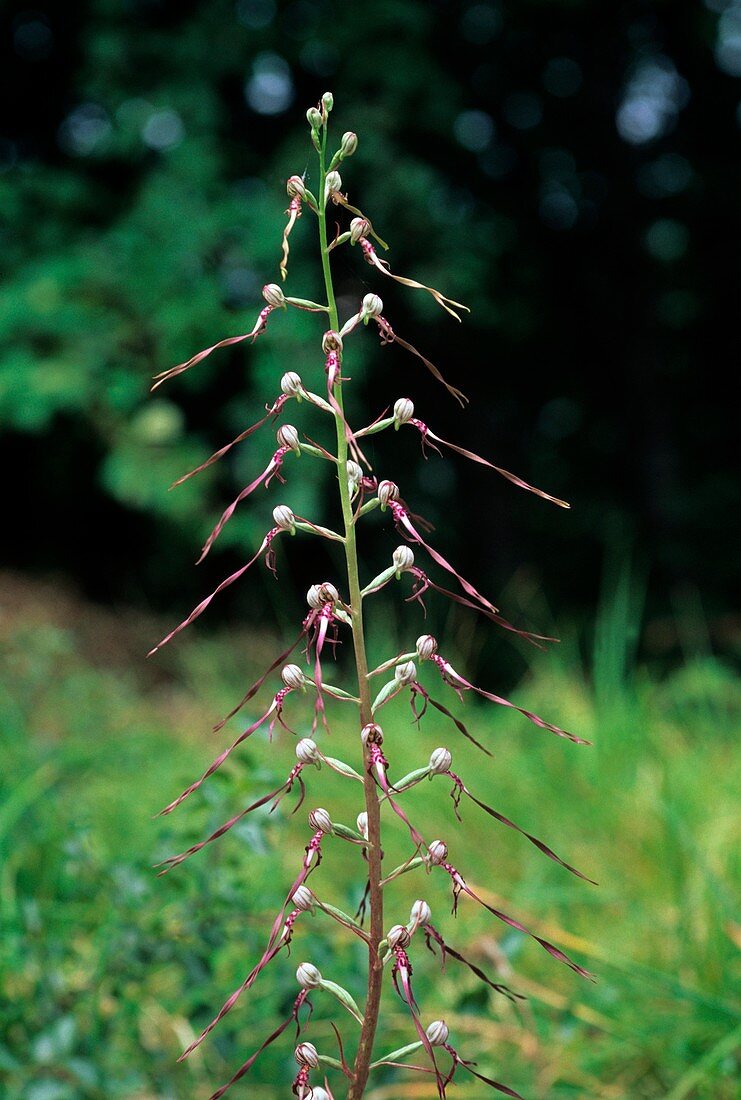 Loroglossum hircinum