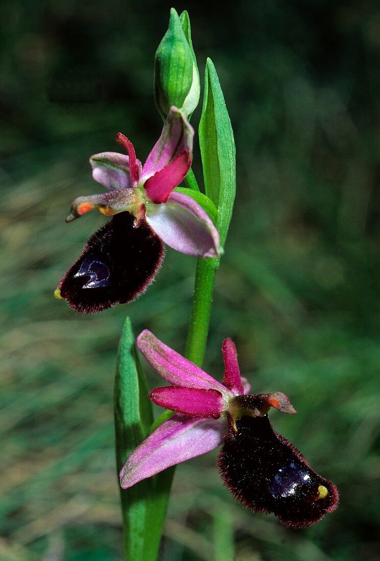 Ophrys bertolonii