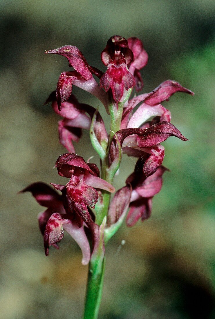 Orchis coriophora subsp. fragrans