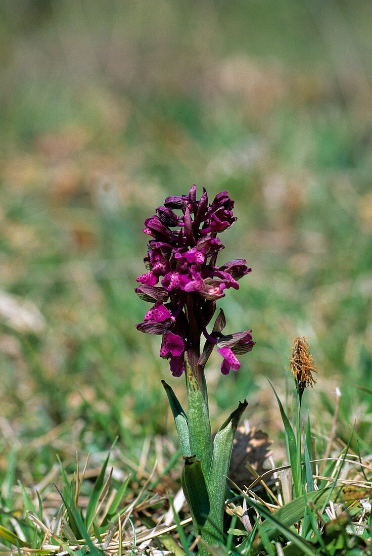 Orchis morio