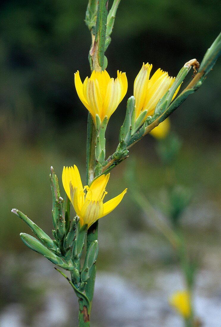 Lactuca viminea subsp. Chondrilliflora