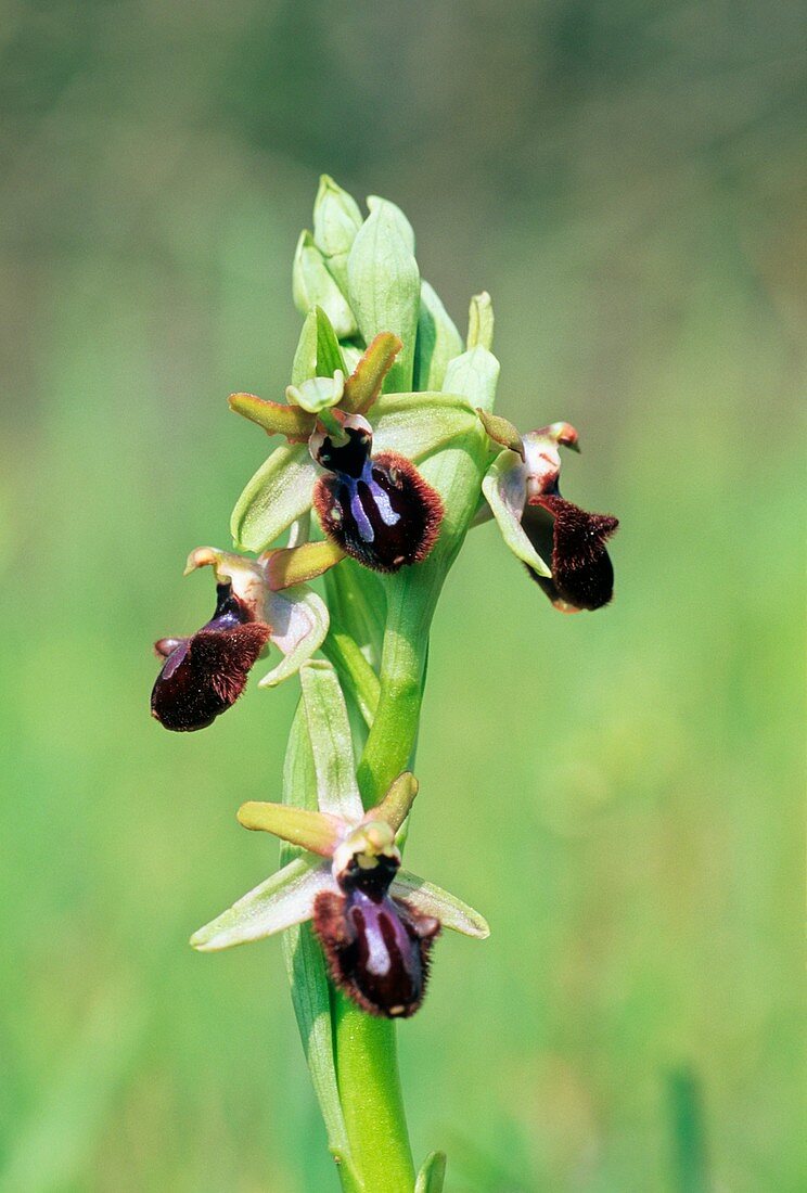 Ophrys sphecodes subsp. atrata