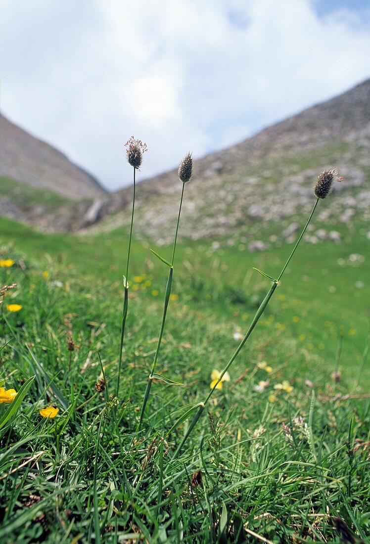 Phleum alpinum