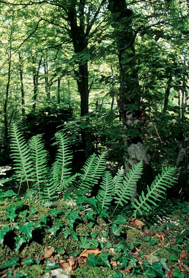 Polypody fern (Polypodium vulgare)