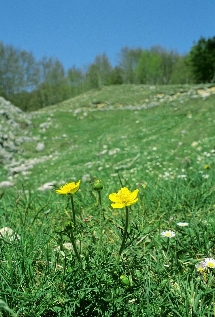 Buttercups (Ranunculus millefoliatus)