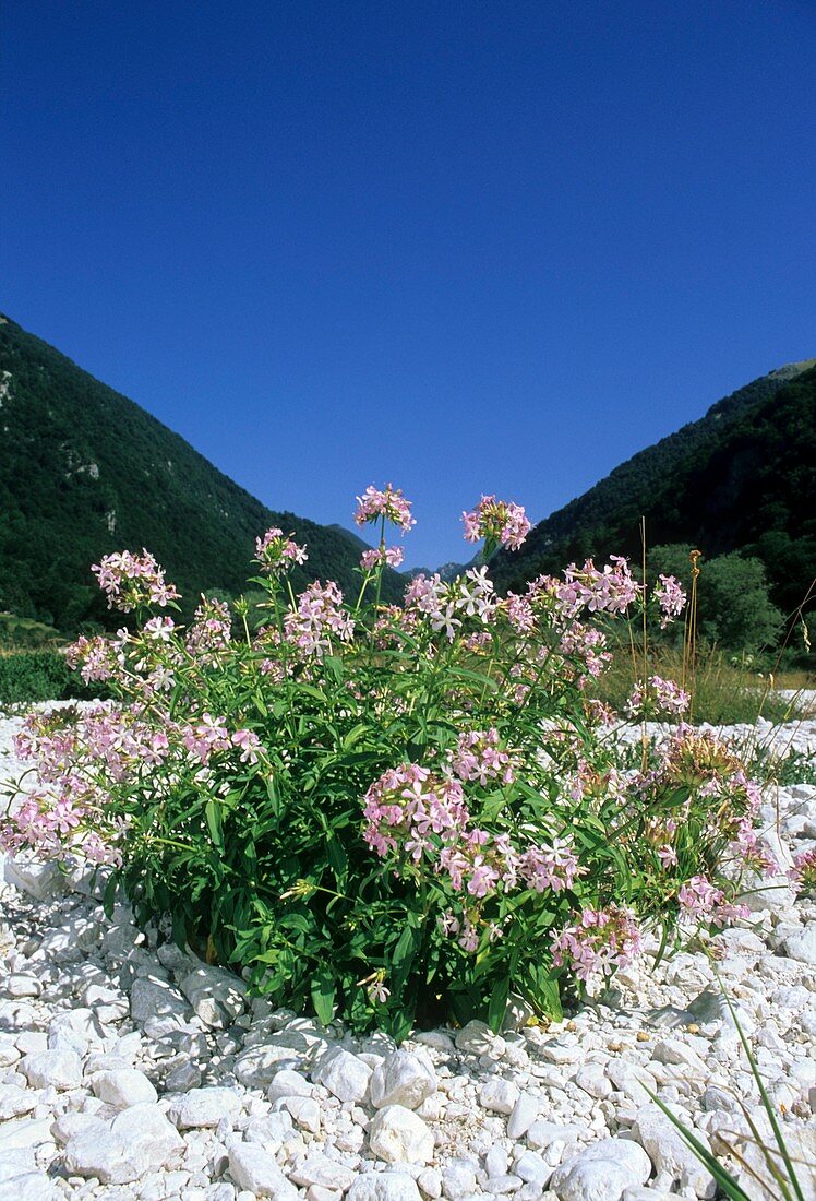 Saponaria officinali