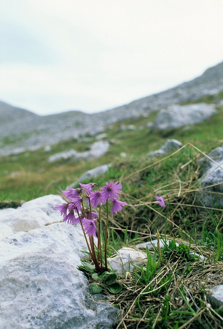 Soldanella alpina