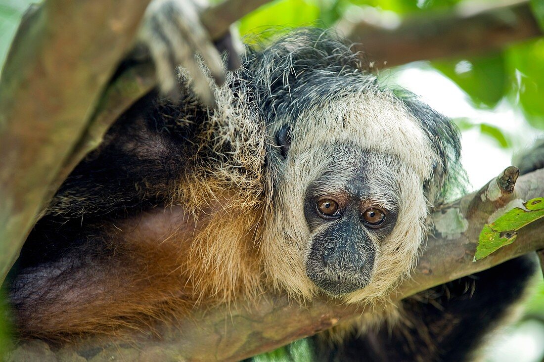 Monk Saki monkey in a tree