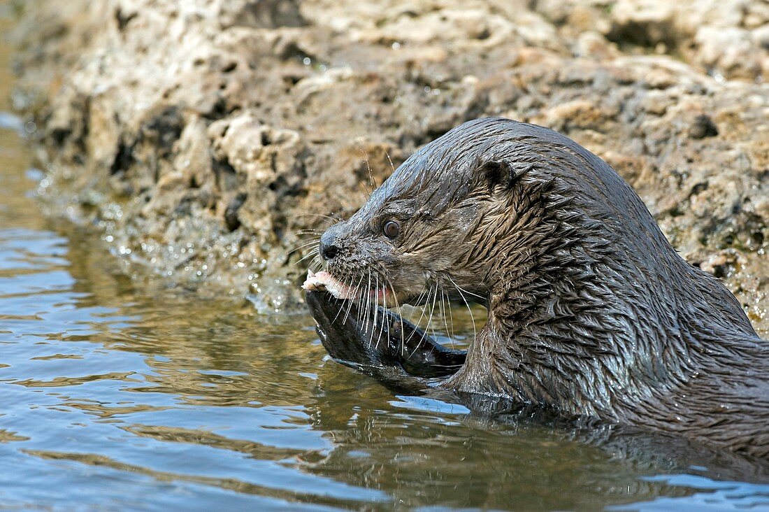 Neotropical otter eating a fish