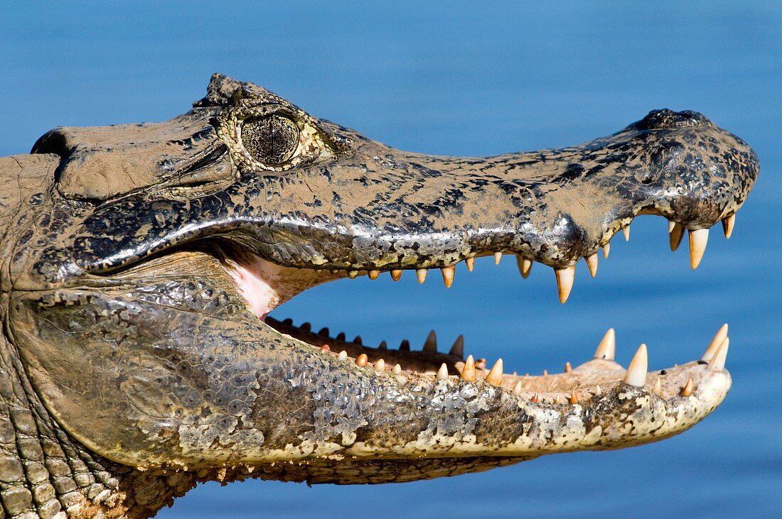 Spectacled caiman