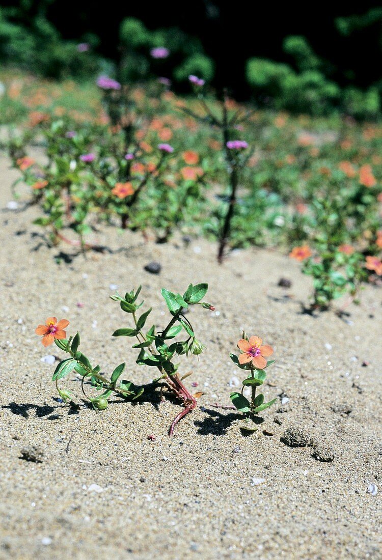 Scarlet pimpernel (Anagallis arvensis)