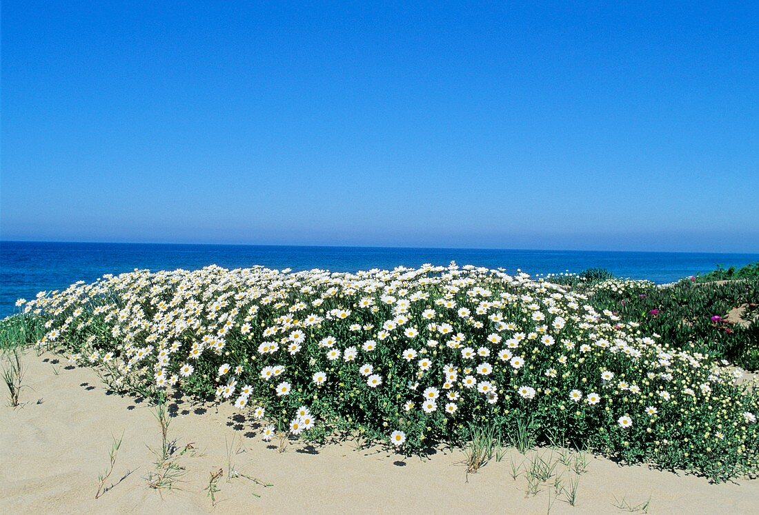 Anthemis maritima