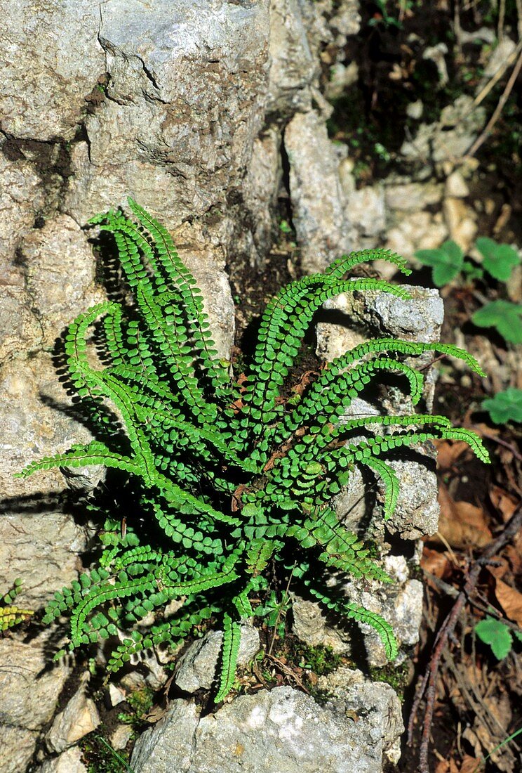 Asplenium trichomanes