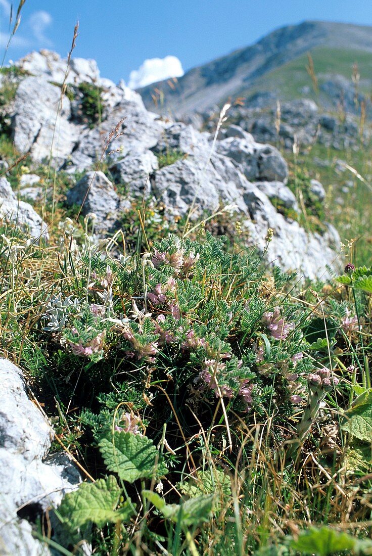 Astragalus sempervirens