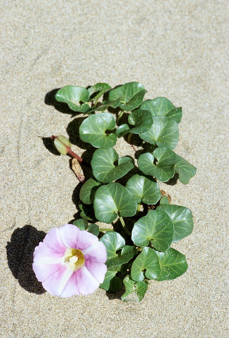 Calystegia soldanella