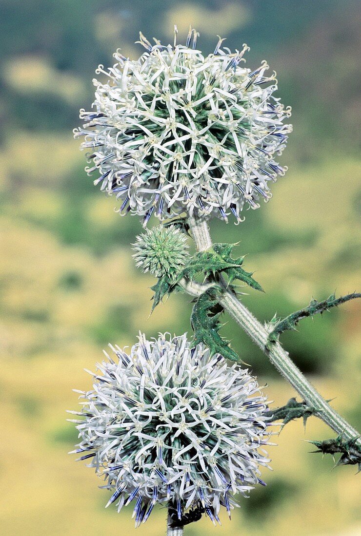 Globe Thistle (Echinops sphaerocephalus)