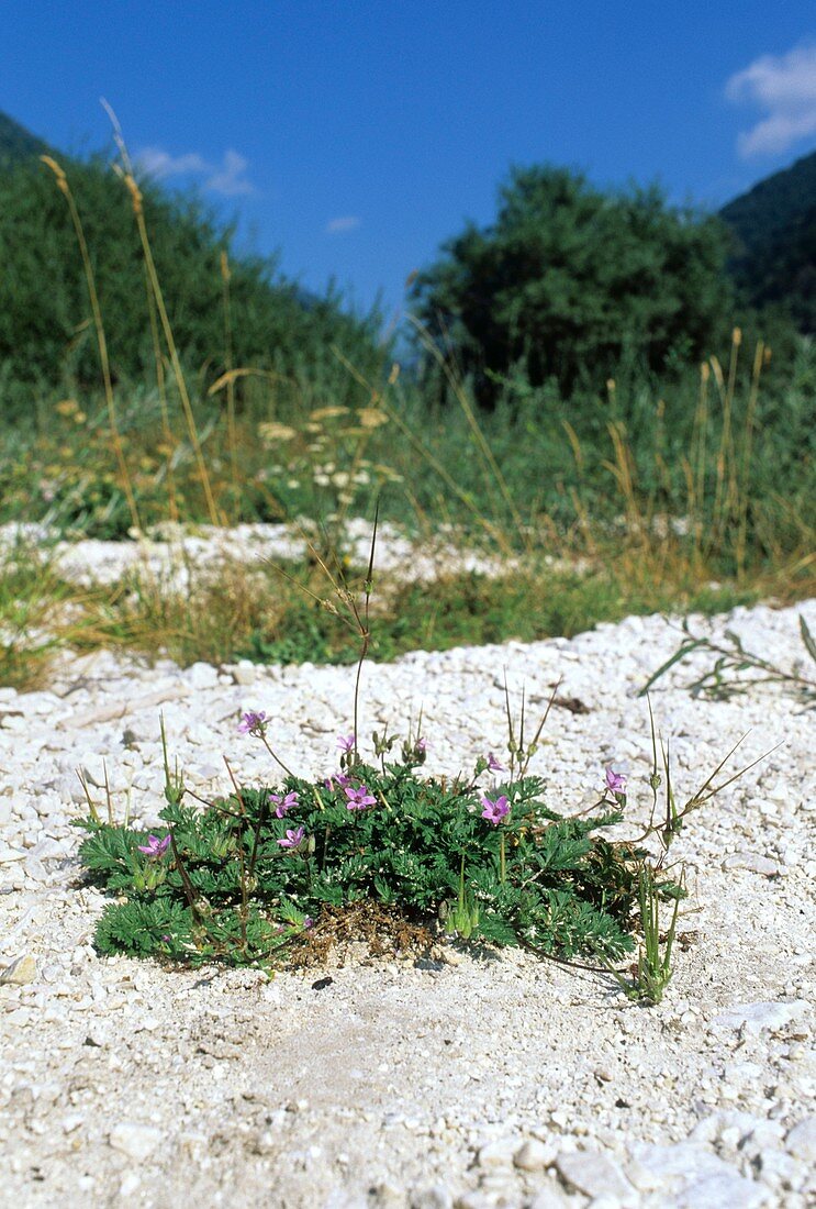 Erodium cicutarium