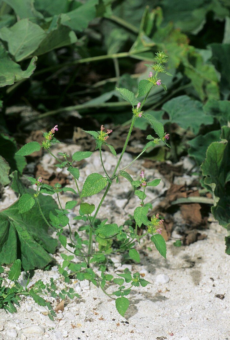 Galeopsis tetrahi