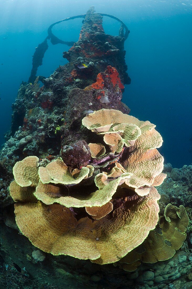 Kasi Maru shipwreck and coral