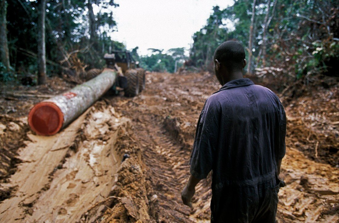 Congo deforestation