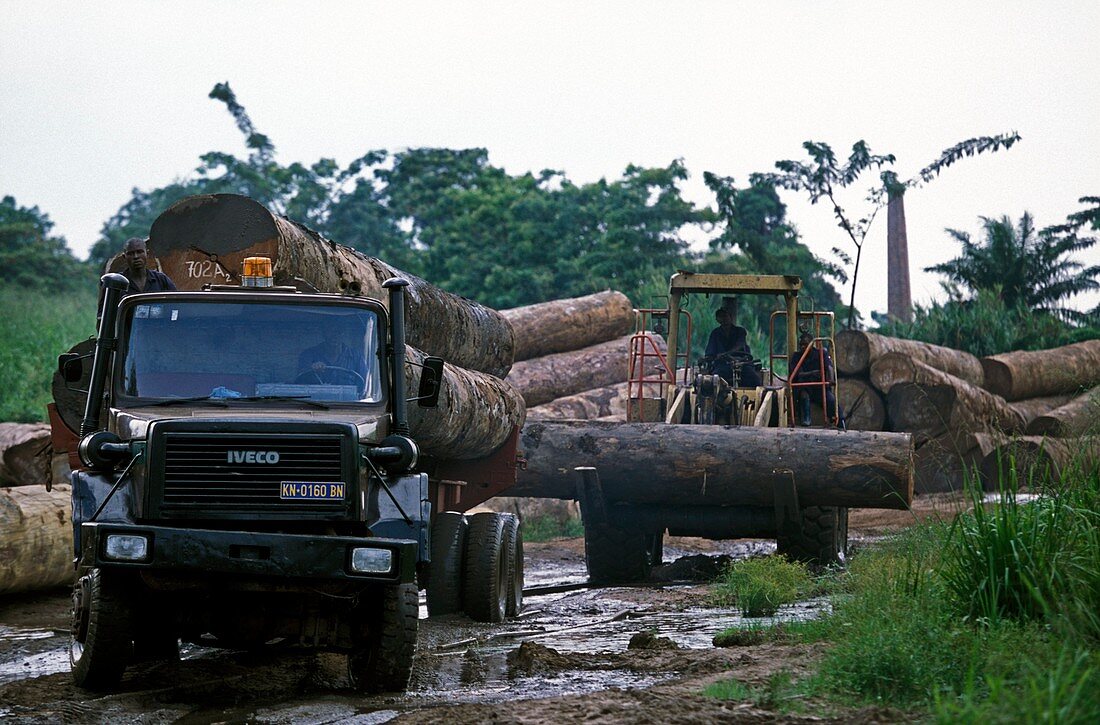 Congo deforestation