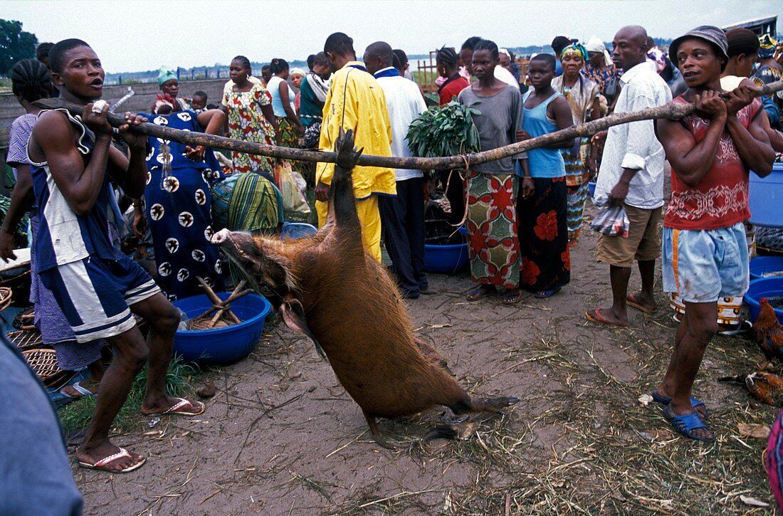Congo bushmeat market