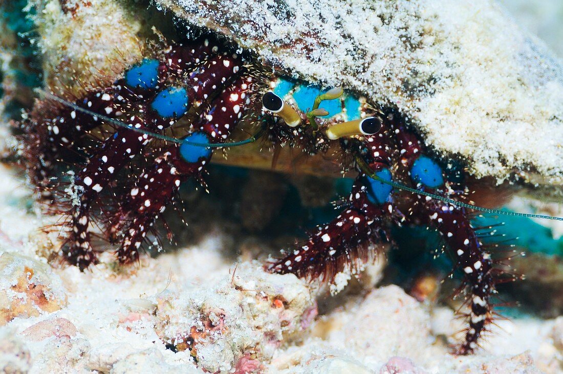 Blue-knee hermit crab