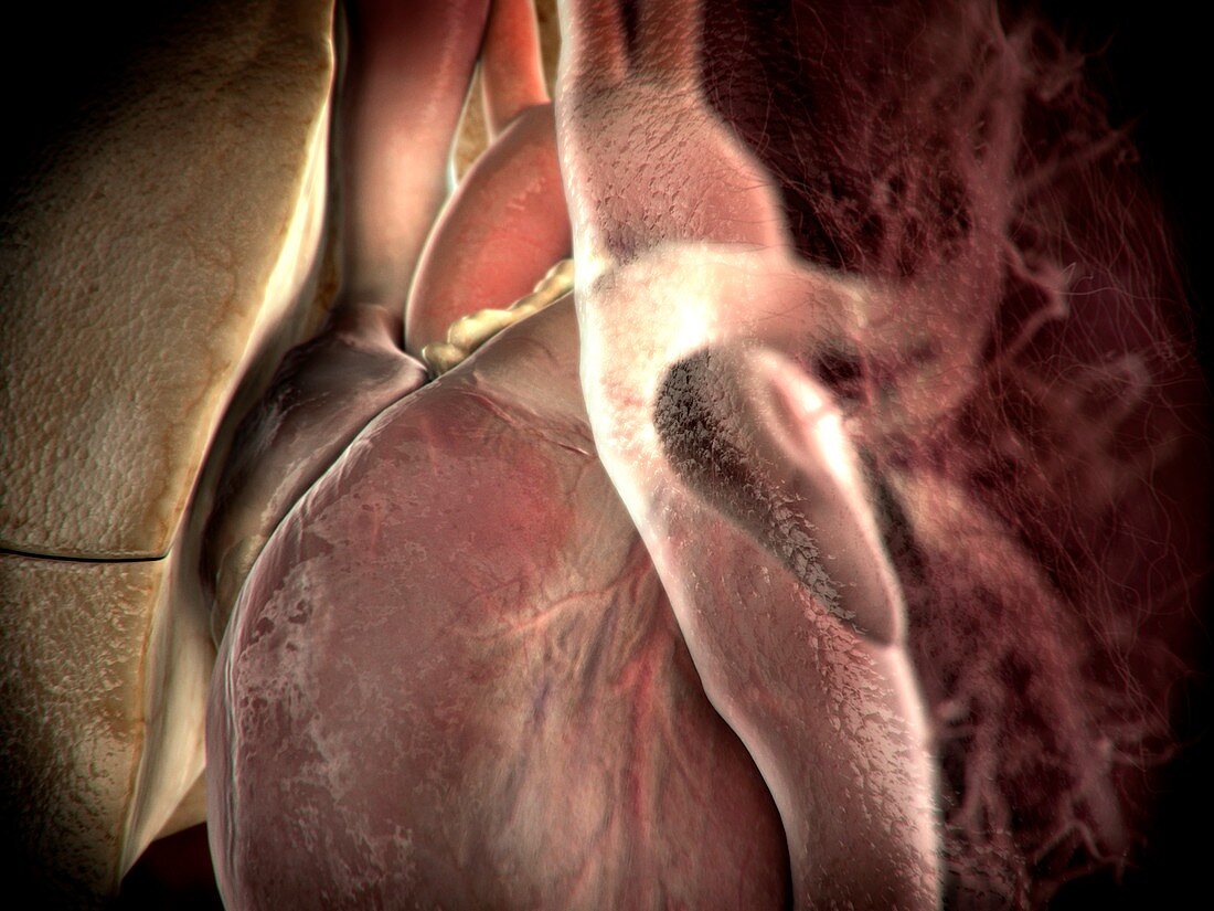 Heart-lung system,artwork