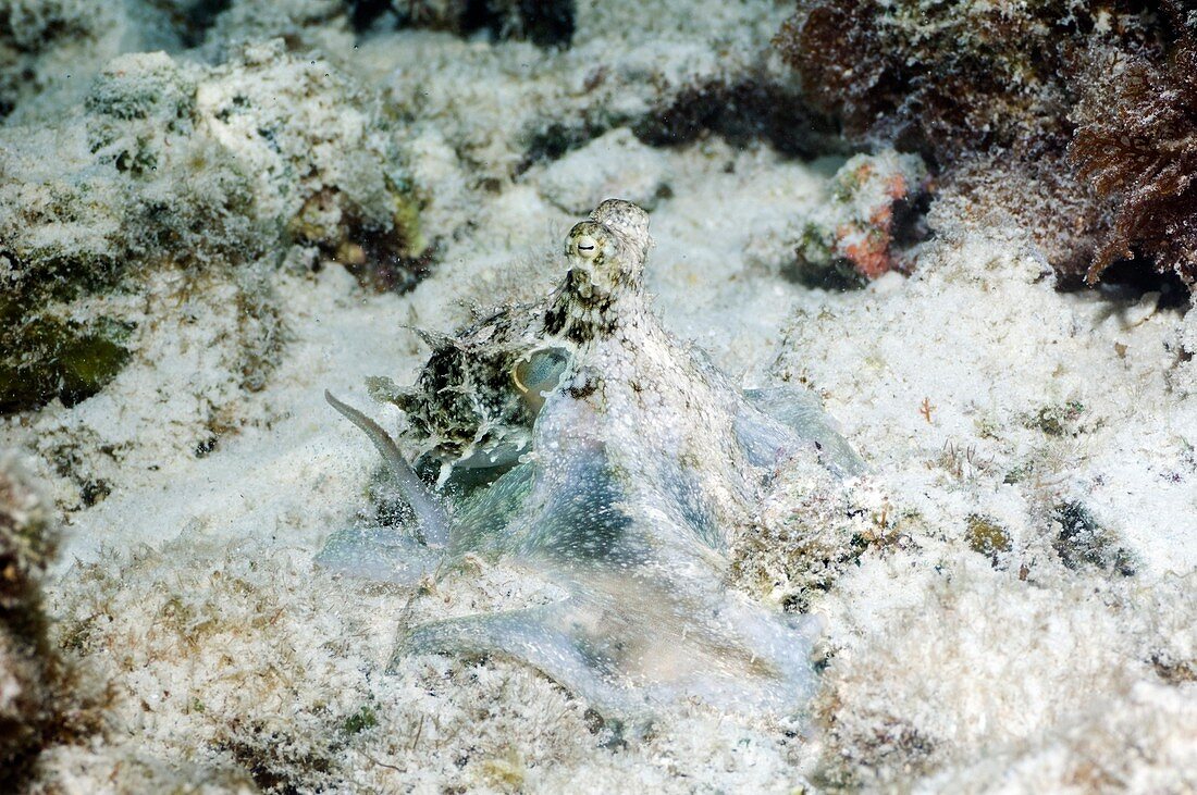 Octopus on the seabed