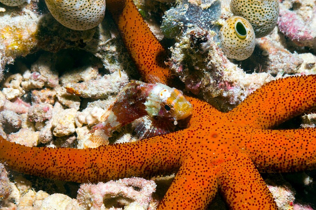 Luzon starfish and scorpionfish
