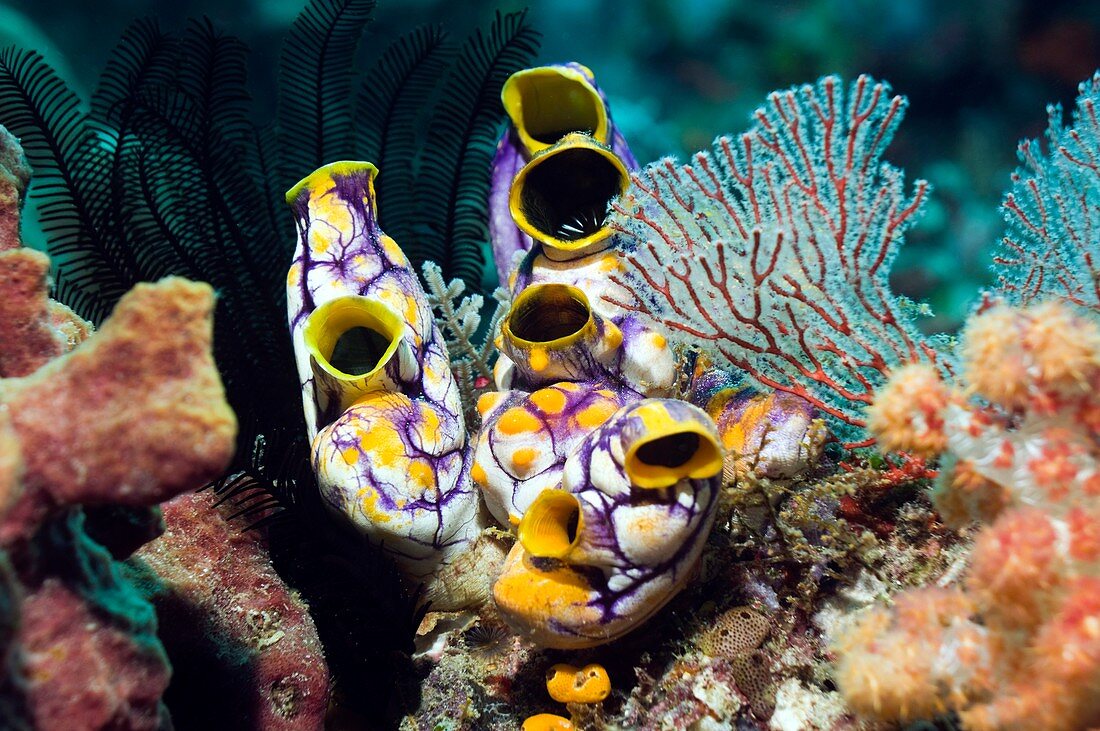 Ink-spot sea squirts