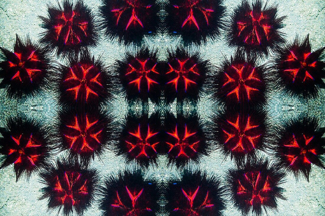 Sea urchins montage