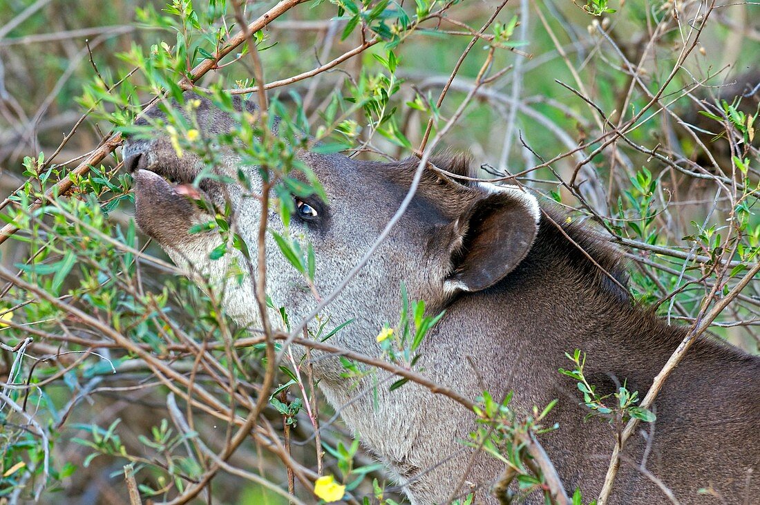 Brazilian tapir