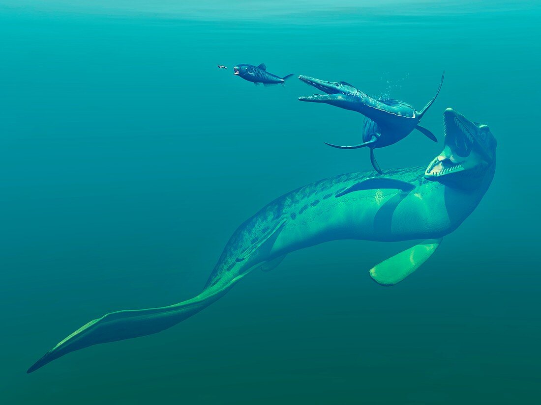 Cretaceous marine predators,artwork