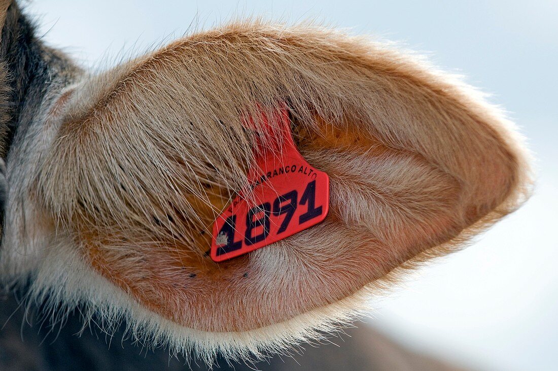 Pig ear tag