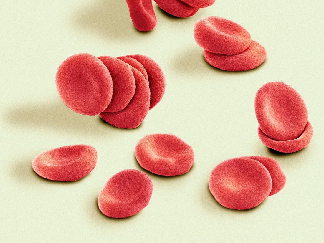 Stacked red blood cells,SEM