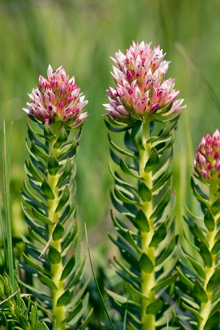 Rosecrown (Sedum rhodanthum)